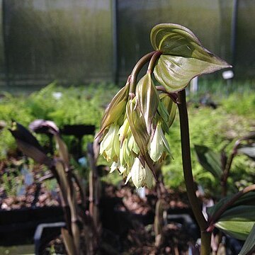 Disporum megalanthum unspecified picture