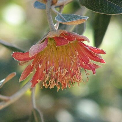 Diplolaena grandiflora unspecified picture