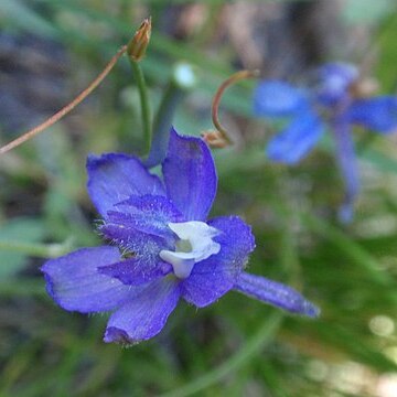 Delphinium depauperatum unspecified picture