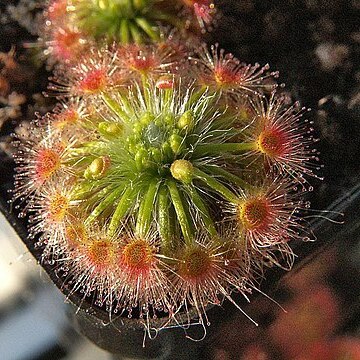 Drosera oreopodion unspecified picture