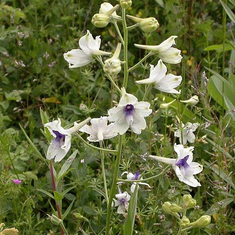 Delphinium pavonaceum unspecified picture