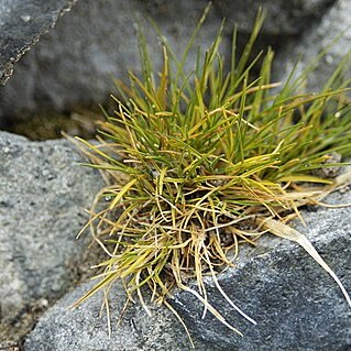 Deschampsia antarctica unspecified picture