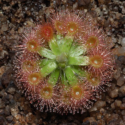 Drosera pulchella unspecified picture