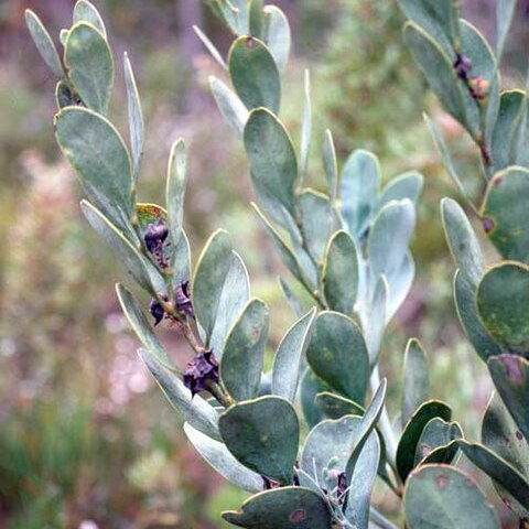 Daviesia obovata unspecified picture