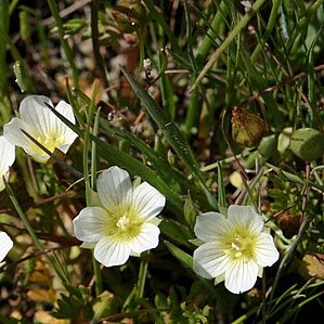 Limnanthes floccosa subsp. pumila unspecified picture