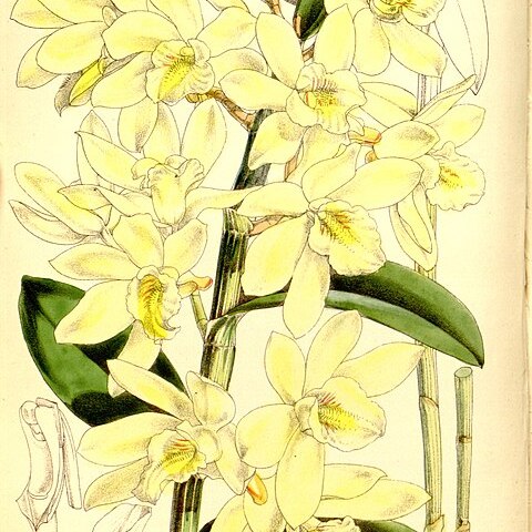 Dendrobium luteolum unspecified picture