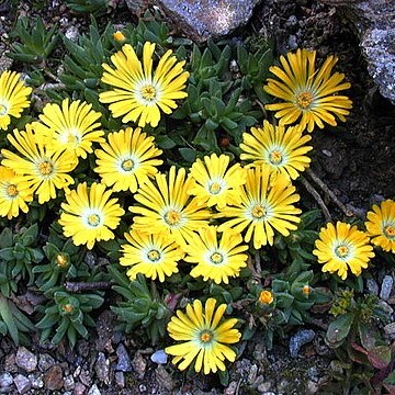 Delosperma congestum unspecified picture