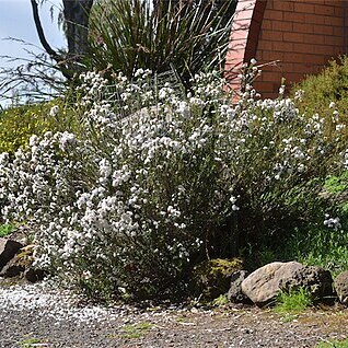 Epacris barbata unspecified picture