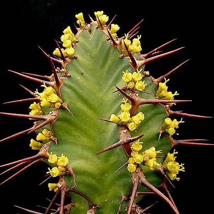 Euphorbia perangusta unspecified picture