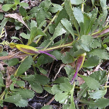 Eremophila biserrata unspecified picture