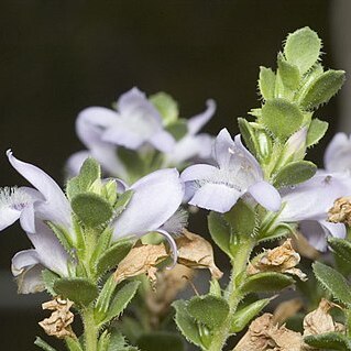 Eremophila behriana unspecified picture