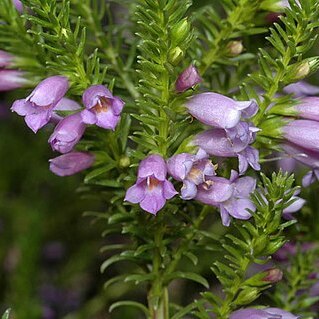 Eremophila scaberula unspecified picture