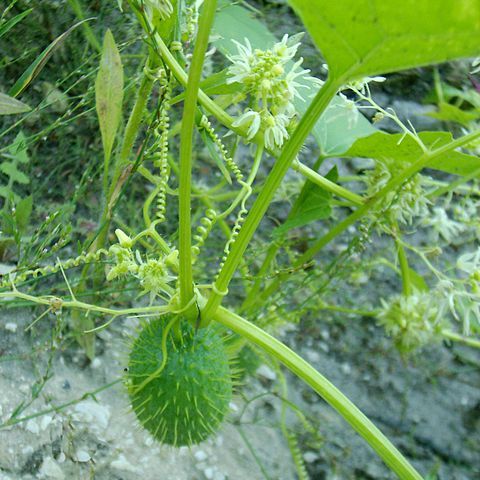 Echinocystis unspecified picture