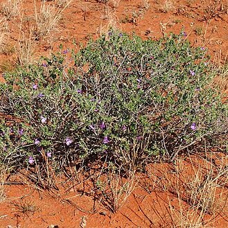 Eremophila obovata unspecified picture