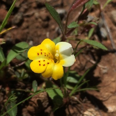 Erythranthe bicolor unspecified picture