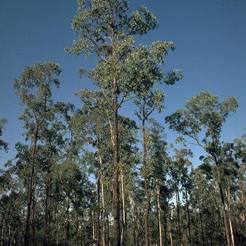 Eucalyptus tetrapleura unspecified picture