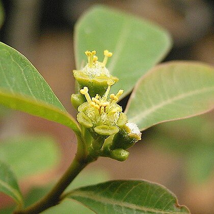 Euphorbia pervilleana unspecified picture