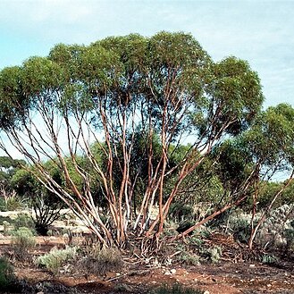 Eucalyptus cylindrocarpa unspecified picture