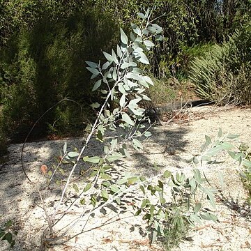 Eucalyptus cretata unspecified picture