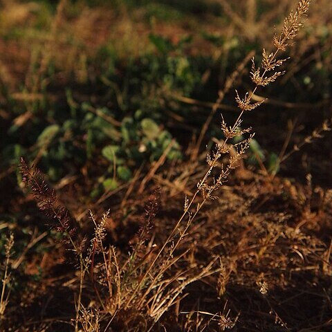 Eragrostis tenellula unspecified picture