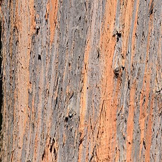 Eucalyptus delegatensis unspecified picture