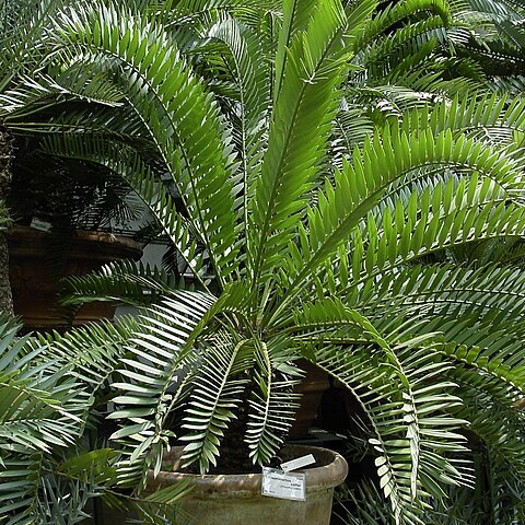 Encephalartos caffer unspecified picture