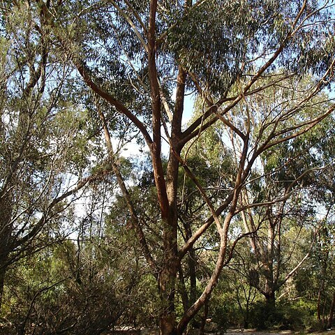 Eucalyptus piperita unspecified picture