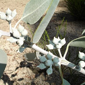 Eucalyptus woodwardii unspecified picture