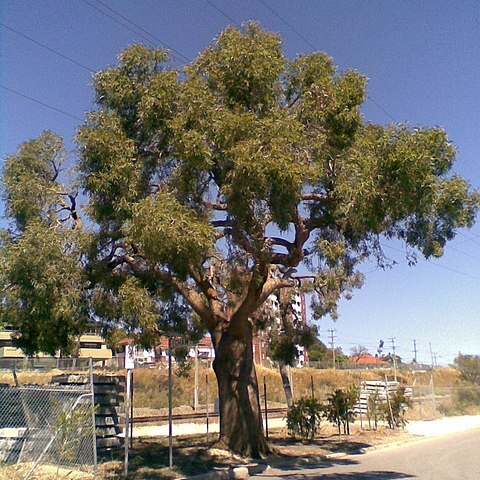 Eucalyptus todtiana unspecified picture