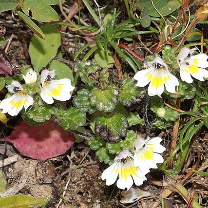 Euphrasia matsumurae unspecified picture