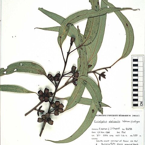 Eucalyptus alaticaulis unspecified picture