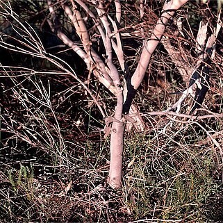 Eucalyptus johnsoniana unspecified picture