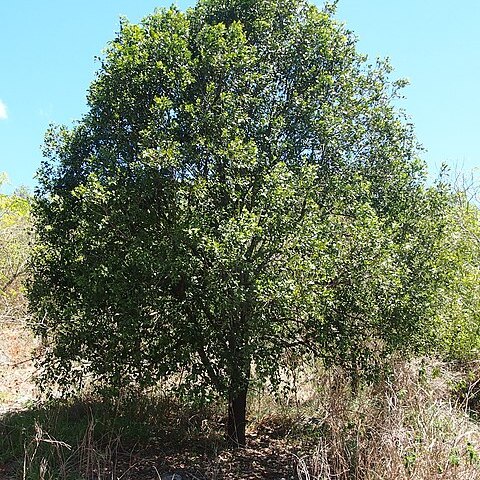 Exocarpos latifolius unspecified picture