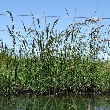 Echinochloa telmatophila unspecified picture