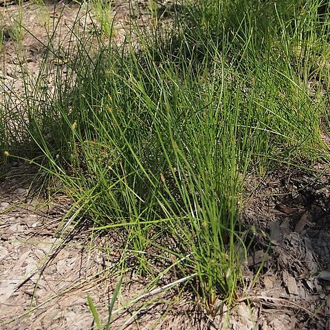 Eleocharis ochrostachys unspecified picture