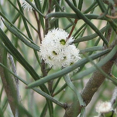 Eucalyptus angustissima unspecified picture