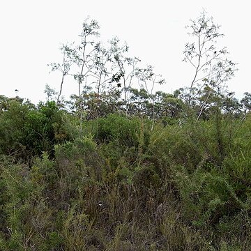 Eucalyptus sturgissiana unspecified picture