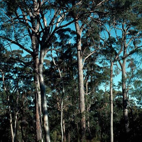 Eucalyptus longirostrata unspecified picture