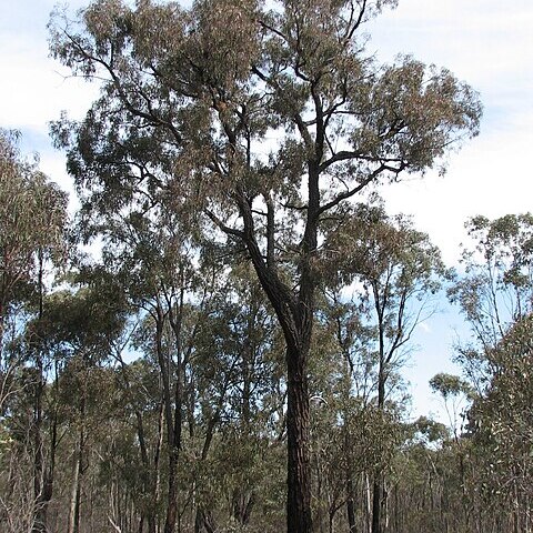 Eucalyptus tricarpa unspecified picture