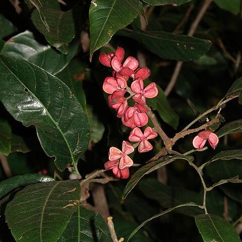 Elattostachys microcarpa unspecified picture