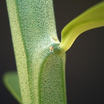 Euphorbia pteroneura unspecified picture