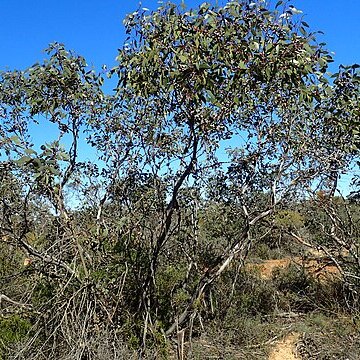 Eucalyptus kessellii unspecified picture