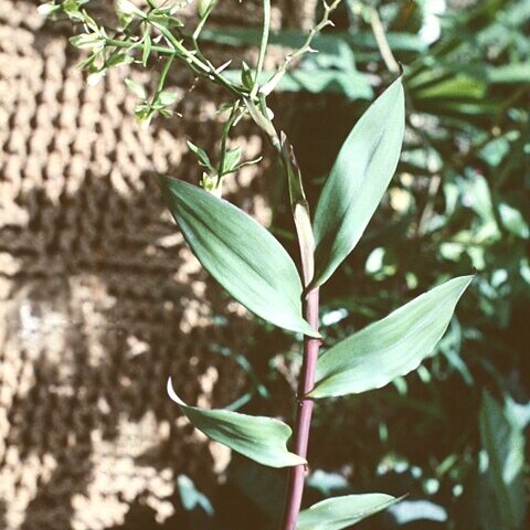 Epidendrum unguiculatum unspecified picture