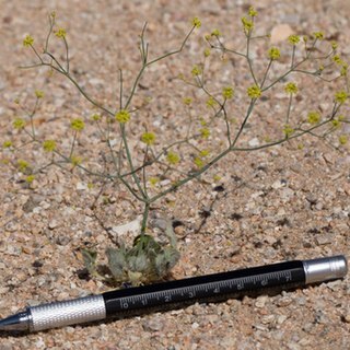 Eriogonum pusillum unspecified picture