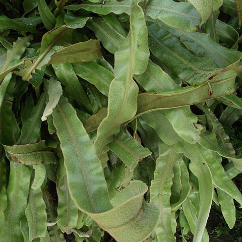 Elaphoglossum vestitum unspecified picture