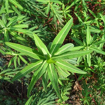 Euphorbia ceratocarpa unspecified picture