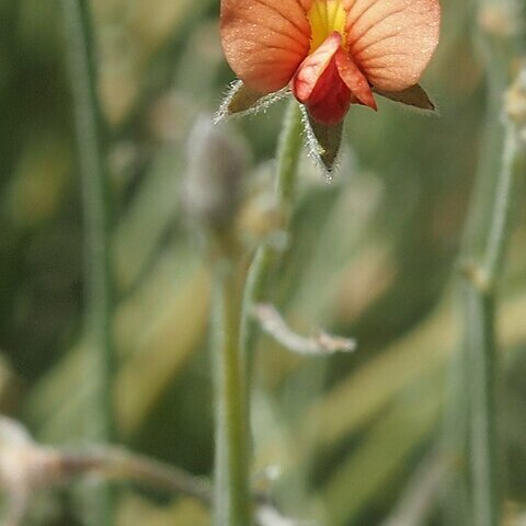 Isotropis wheeleri unspecified picture