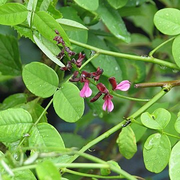 Indigofera hebepetala unspecified picture