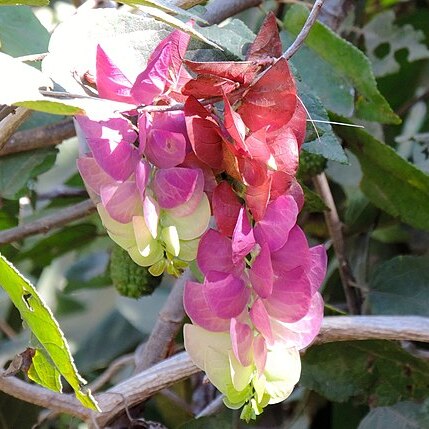 Ipomoea bracteata unspecified picture