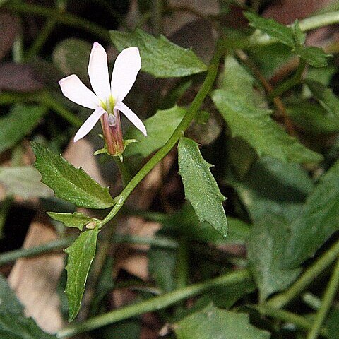 Lobelia purpurascens unspecified picture